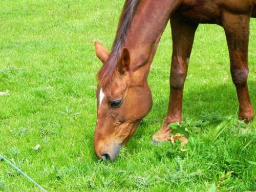 River-Washford-Nature-Horse-4