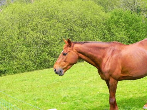 River-Washford-Nature-Horse-5