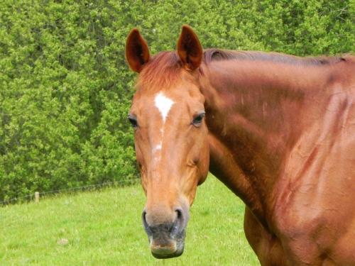 River-Washford-Nature-Horse-6