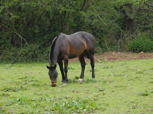 River-Washford-Nature-Horse-7