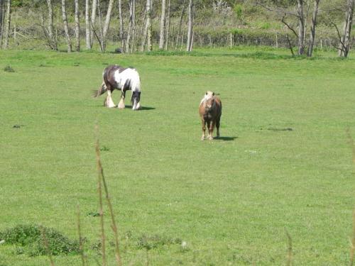 River-Washford-Nature-Horse