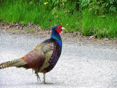 River-Washford-Nature-Pheasant-1