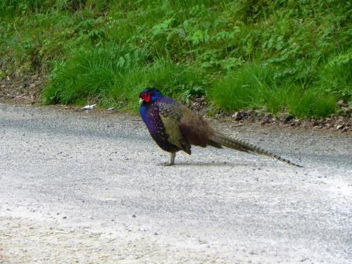 River-Washford-Nature-Pheasant-10