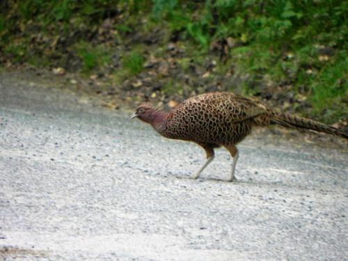 River-Washford-Nature-Pheasant-11