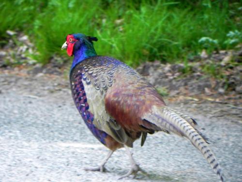 River-Washford-Nature-Pheasant-2