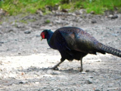 River-Washford-Nature-Pheasant-3