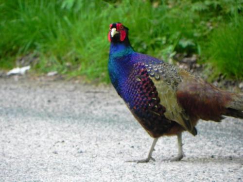 River-Washford-Nature-Pheasant-4