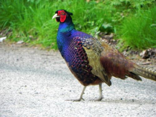 River-Washford-Nature-Pheasant-5