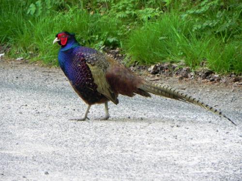 River-Washford-Nature-Pheasant-6