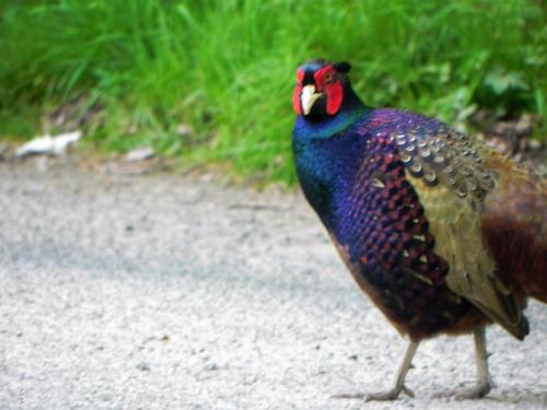 River-Washford-Nature-Pheasant-7