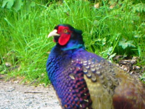 River-Washford-Nature-Pheasant-8