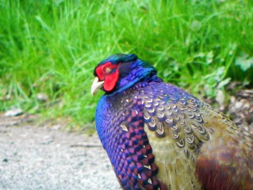 River-Washford-Nature-Pheasant-9