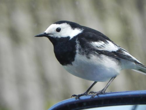 River-Washford-Nature-Pied-Wag-Tail-1