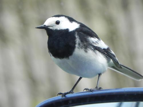 River-Washford-Nature-Pied-Wag-Tail-3