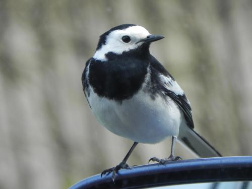 River-Washford-Nature-Pied-Wag-Tail-4