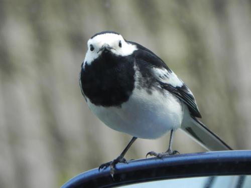 River-Washford-Nature-Pied-Wag-Tail-5