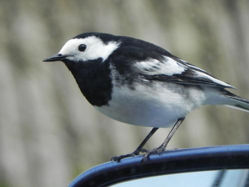 River-Washford-Nature-Pied-Wag-Tail-6