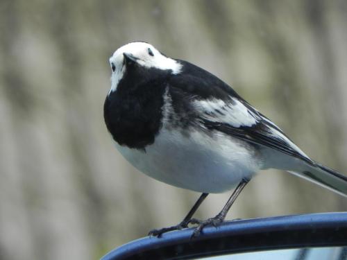 River-Washford-Nature-Pied-Wag-Tail-7