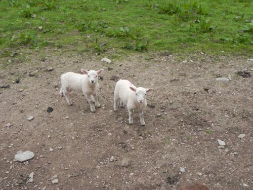 River-Washford-Nature-Sheep-1