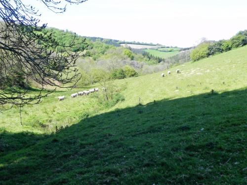 River-Washford-Nature-Sheep-10