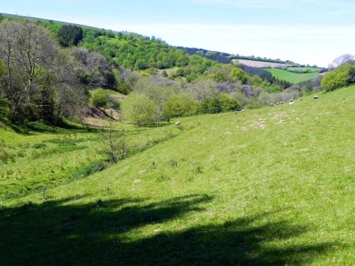 River-Washford-Nature-Sheep-11
