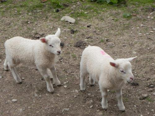 River-Washford-Nature-Sheep-2