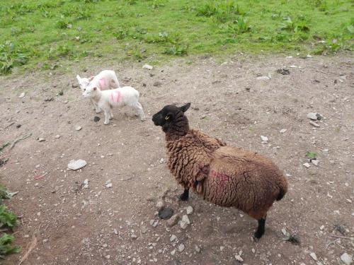 River-Washford-Nature-Sheep-3