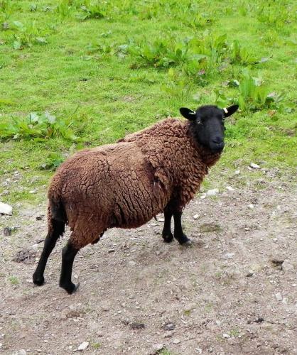 River-Washford-Nature-Sheep-6