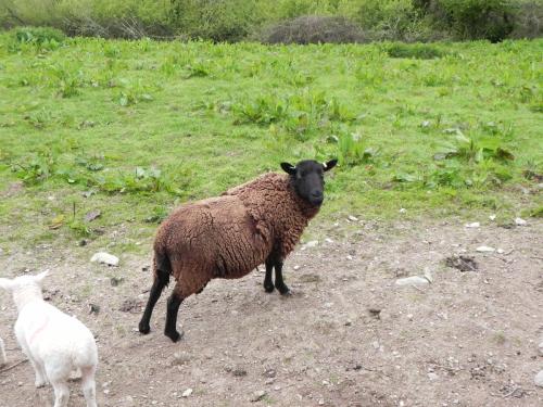 River-Washford-Nature-Sheep-7