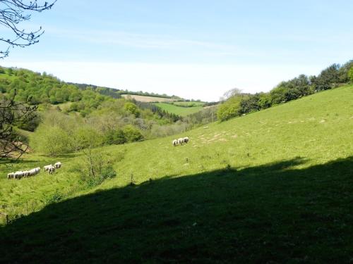 River-Washford-Nature-Sheep-9