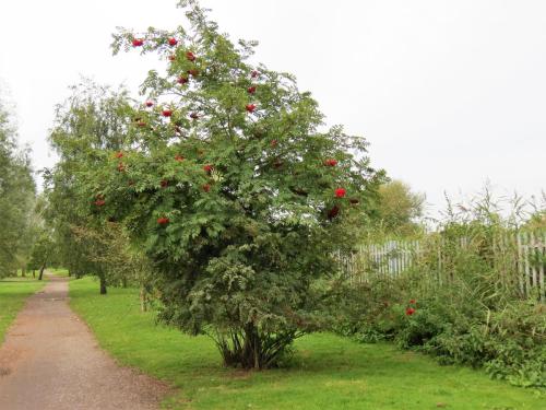 Rowan-Tree-downstream-from-Obridge-Viaduct-6