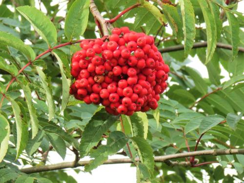 Rowan-Tree-downstream-from-Obridge-Viaduct-9