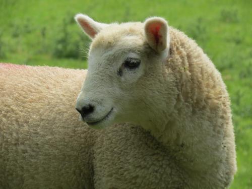 Sheep-River-Barle-12