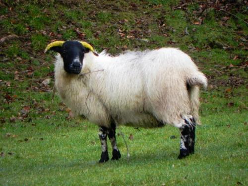 Sheep-by-Badgworthy-9