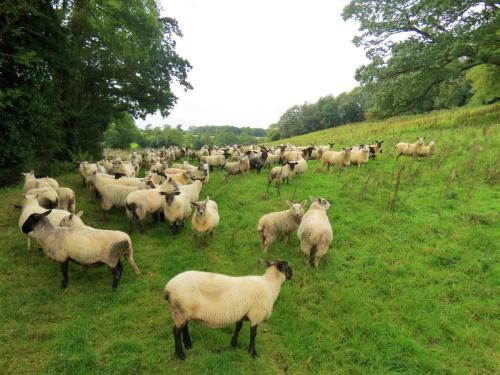 Sheep-by-Greenham-Hall-3