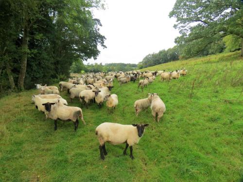 Sheep-by-Greenham-Hall-4