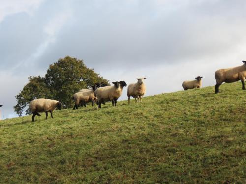 Sheep-near-Kittisford-Mill-2