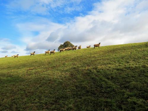 Sheep-near-Kittisford-Mill-3