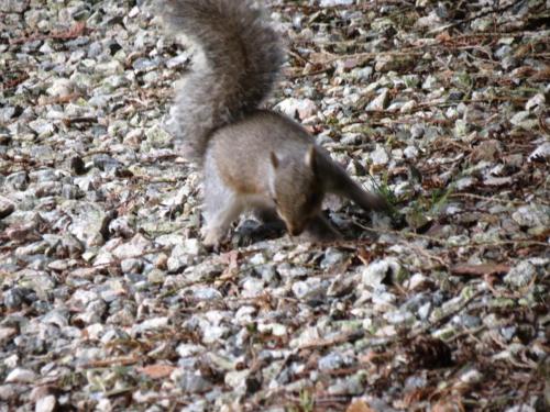 Squirrel-River-Barle-11