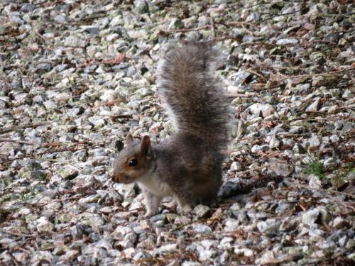 Squirrel-River-Barle-12