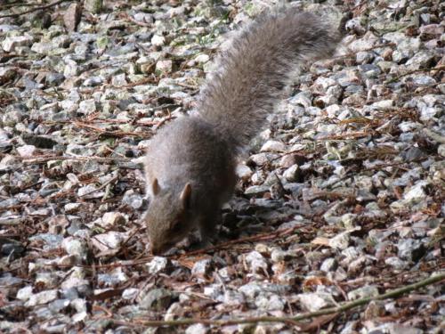 Squirrel-River-Barle-14