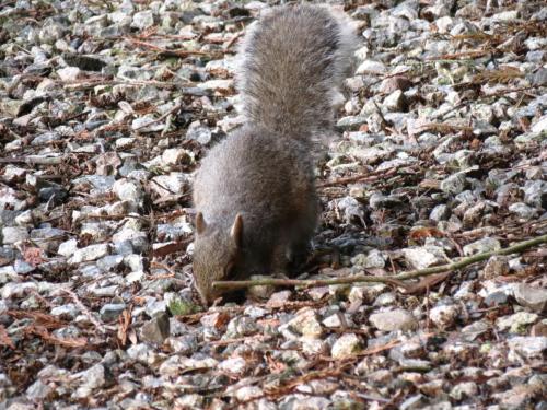 Squirrel-River-Barle-15