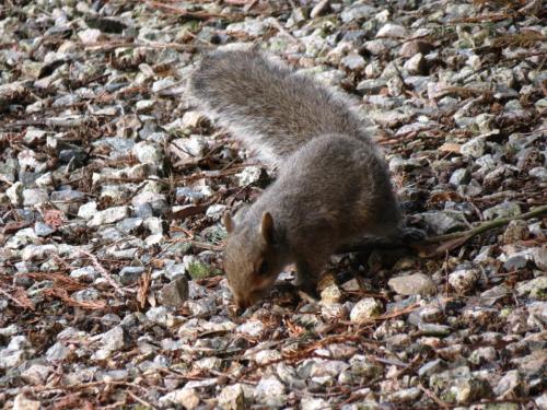 Squirrel-River-Barle-16