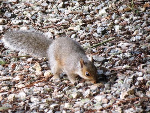 Squirrel-River-Barle-17