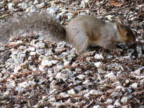 Squirrel-River-Barle-18
