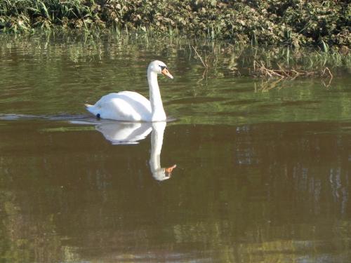 Swan-by-Athelney-Bridge-3
