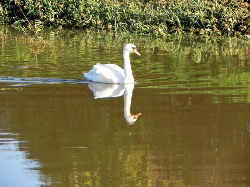 Swan-by-Athelney-Bridge-4