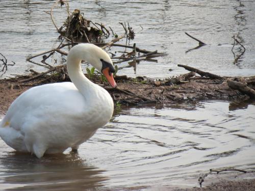 Swan-near-Firepool-Weir-1