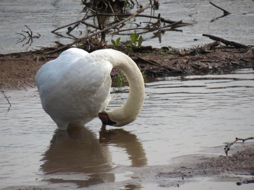 Swan-near-Firepool-Weir-2