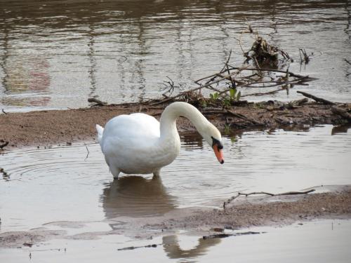 Swan-near-Firepool-Weir-4